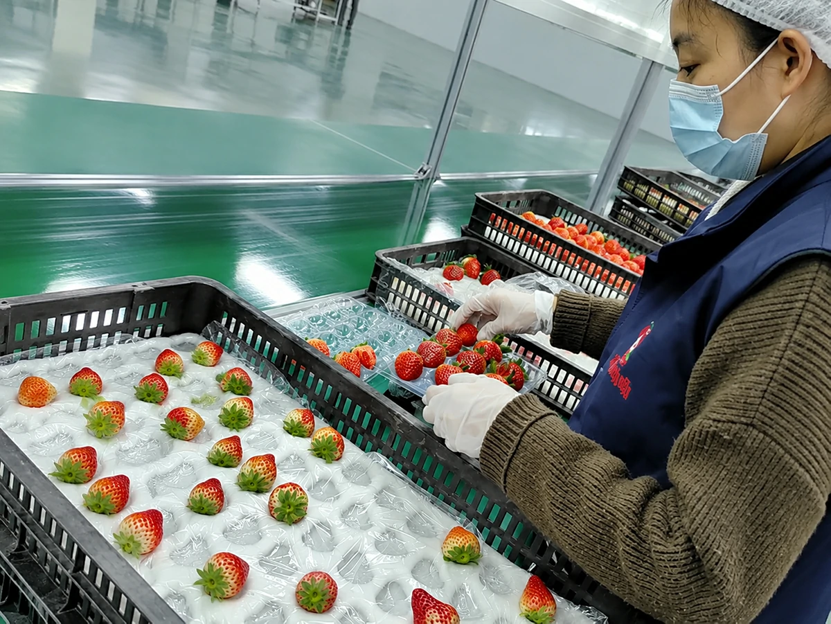 Close view of strawberries being placed into clear trays