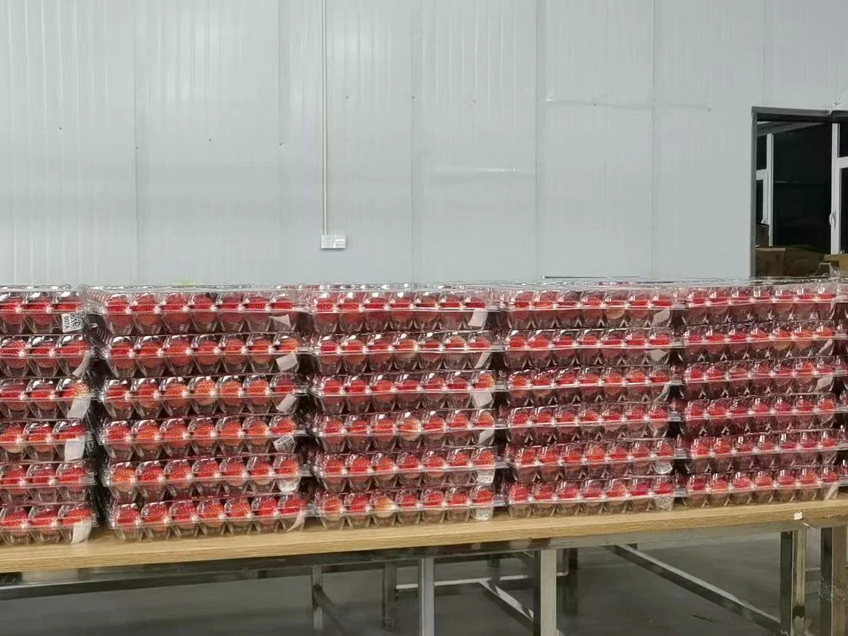 Filled strawberry packs grouped in stacked rows