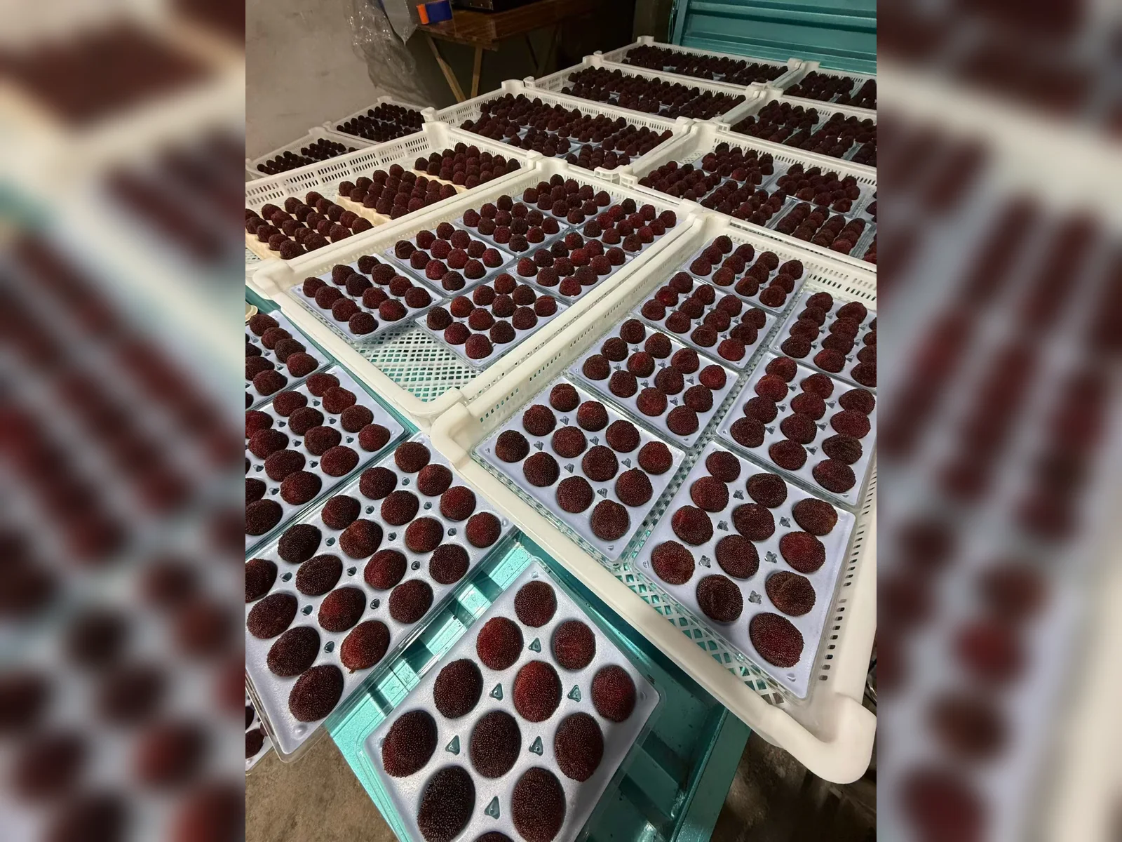 Premium fruit packaging system — view 1