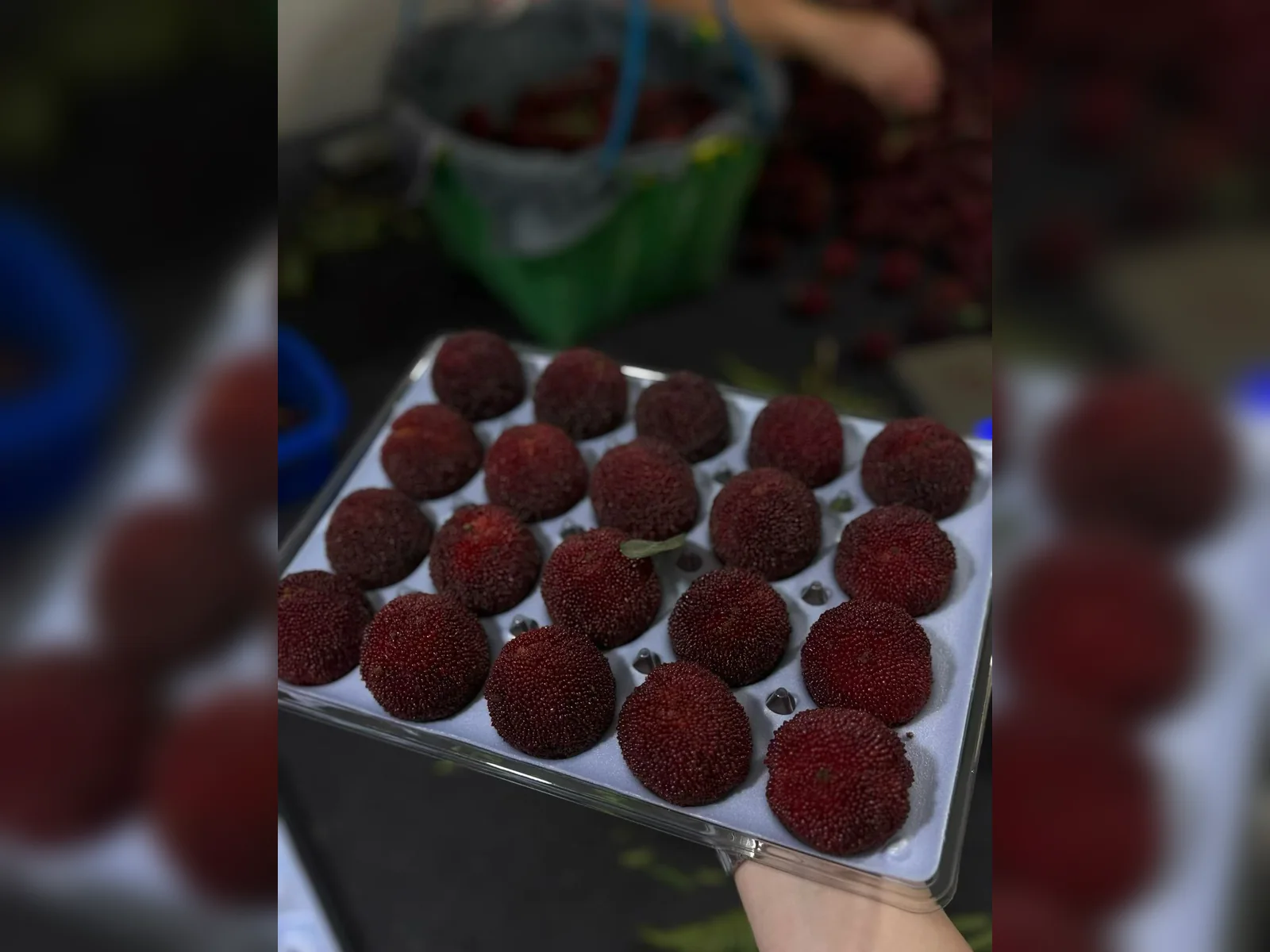 Premium fruit packaging system — view 6