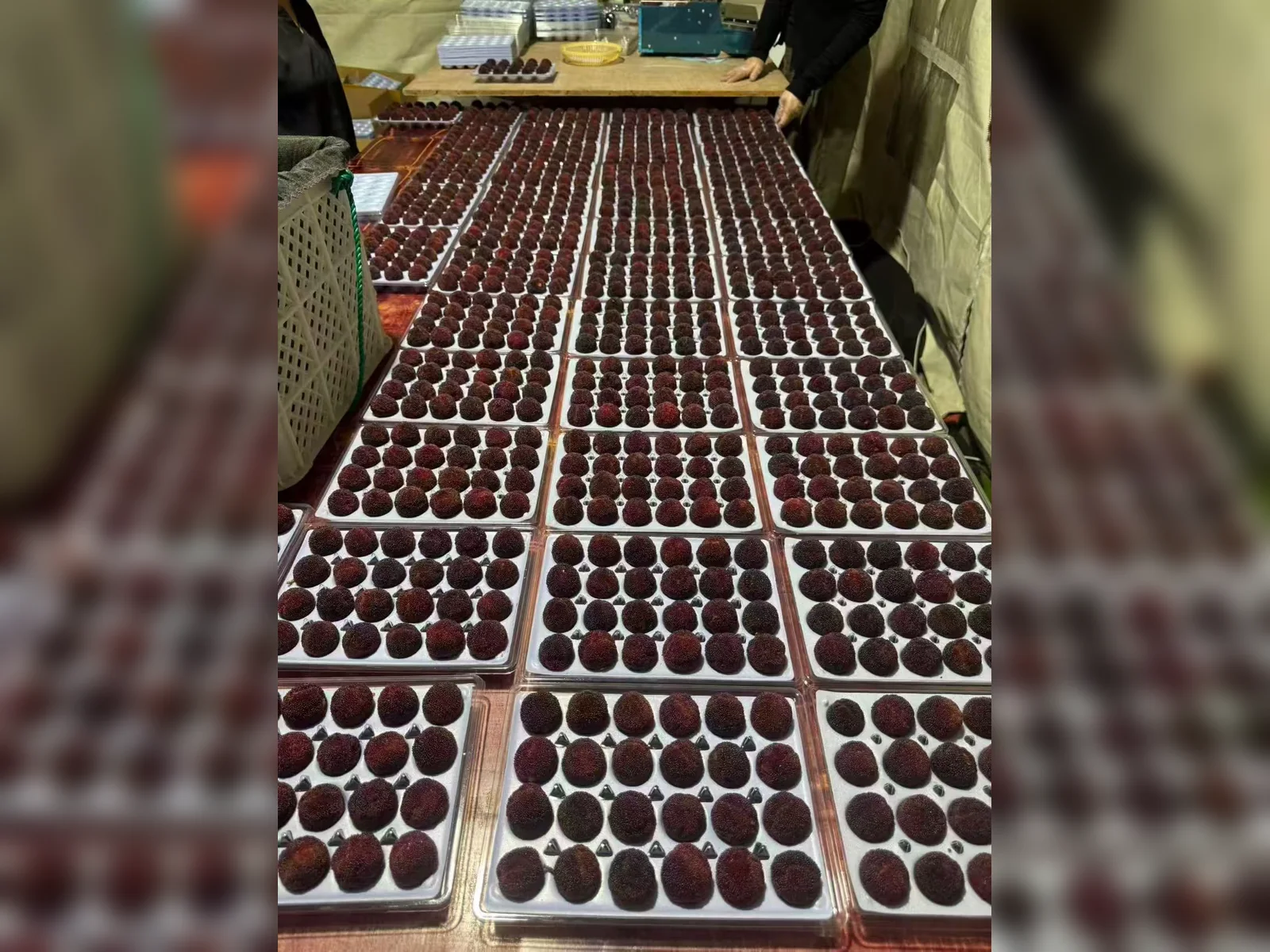 Premium fruit packaging system — view 11