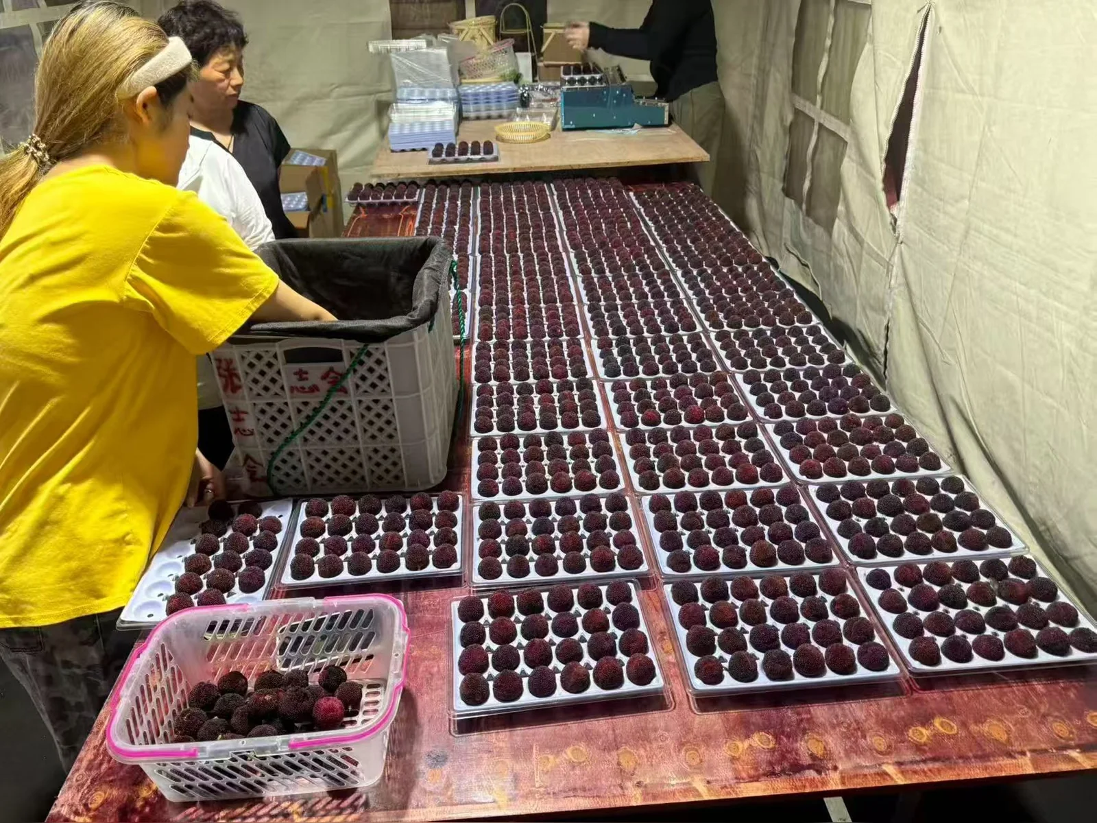 Premium fruit packaging system — view 12