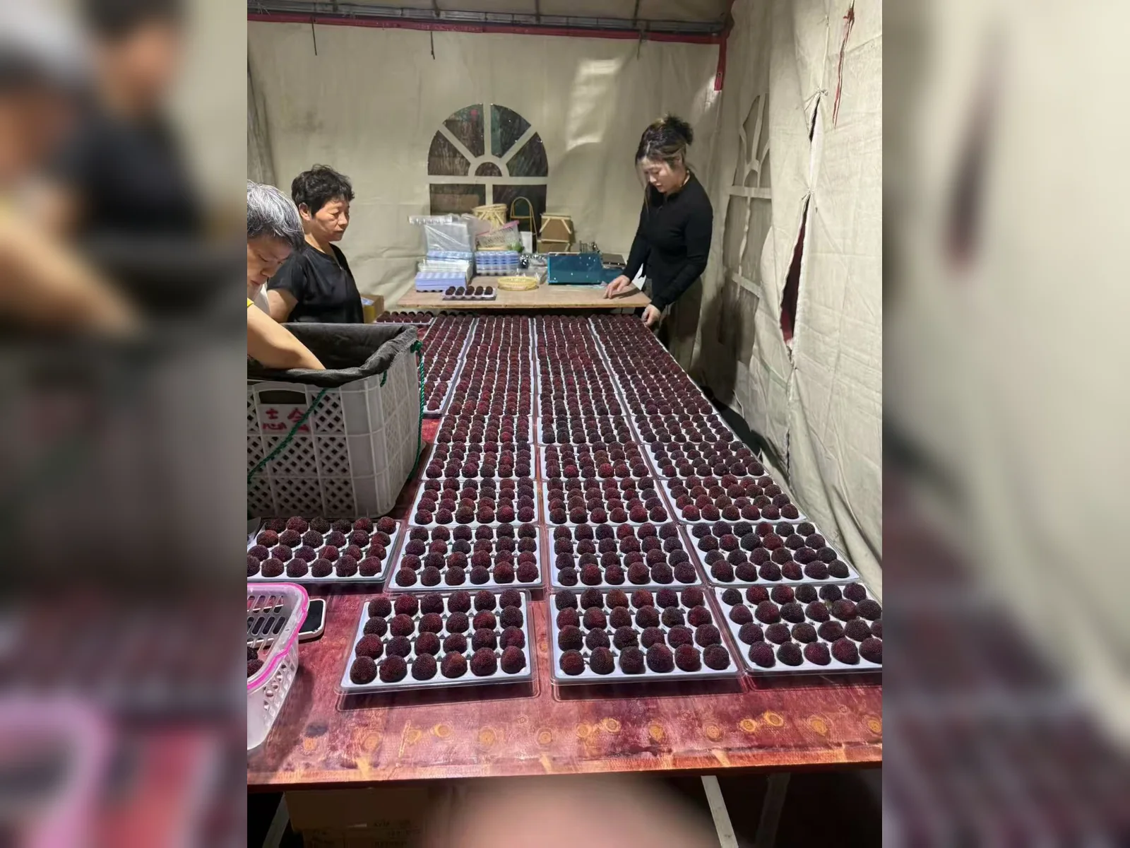 Premium fruit packaging system — view 13