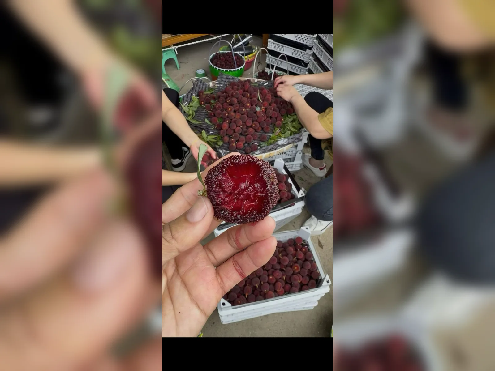 Premium fruit packaging system — view 17
