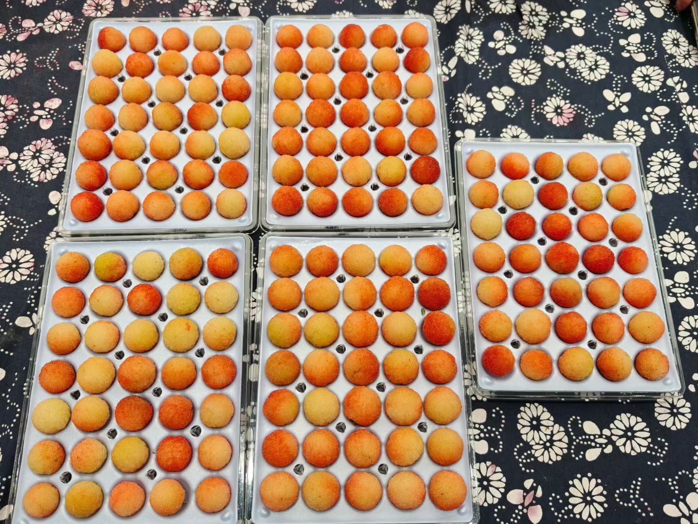 Sample versions — view 1