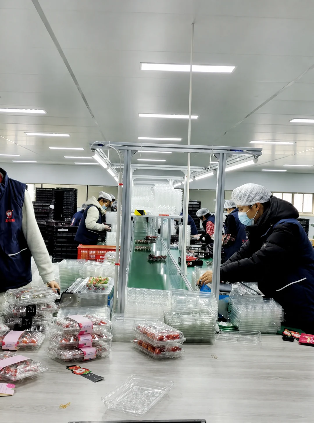 A hygiene-controlled packing area shows why strawberry packaging must work with real people, trays, workstations, and line flow - not only with an empty sample.