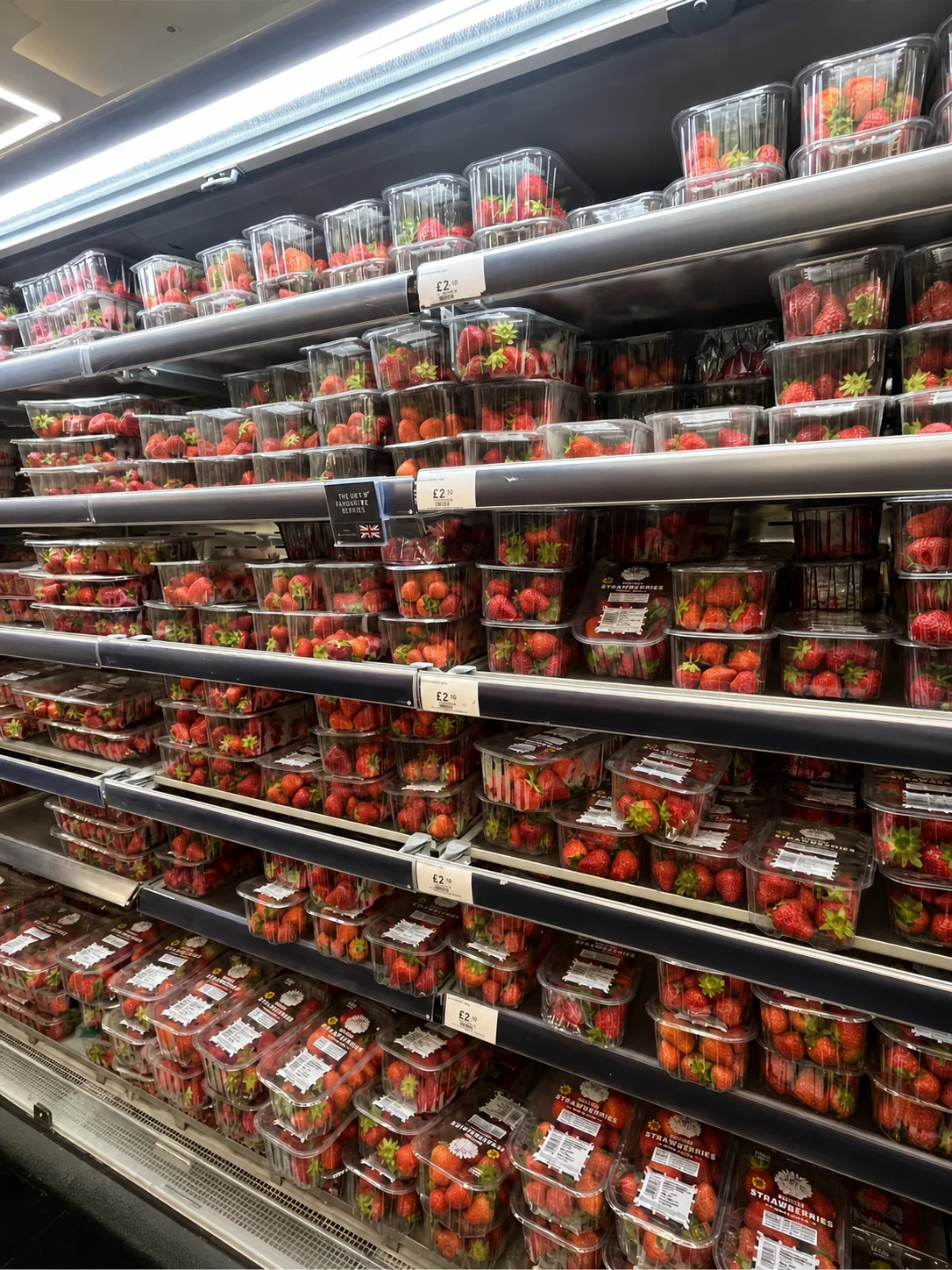 A refrigerated shelf shows why a clamshell must do more than display fruit: it must close consistently, stack safely, fit the shelf, and keep the berries visible.
