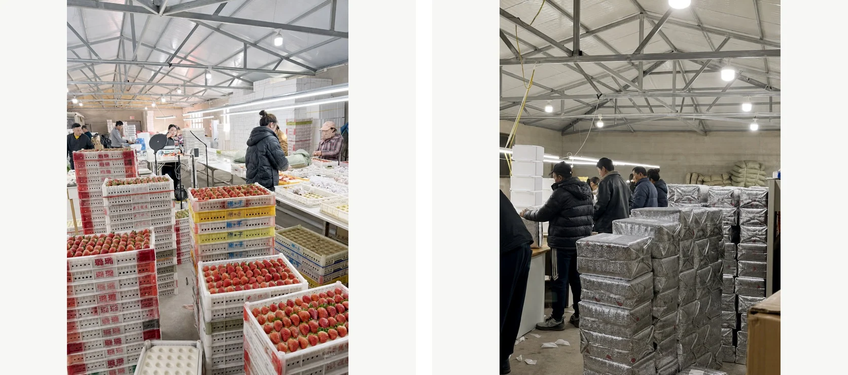 Repeatable grading and packing connect product packaging with daily supply-chain execution.