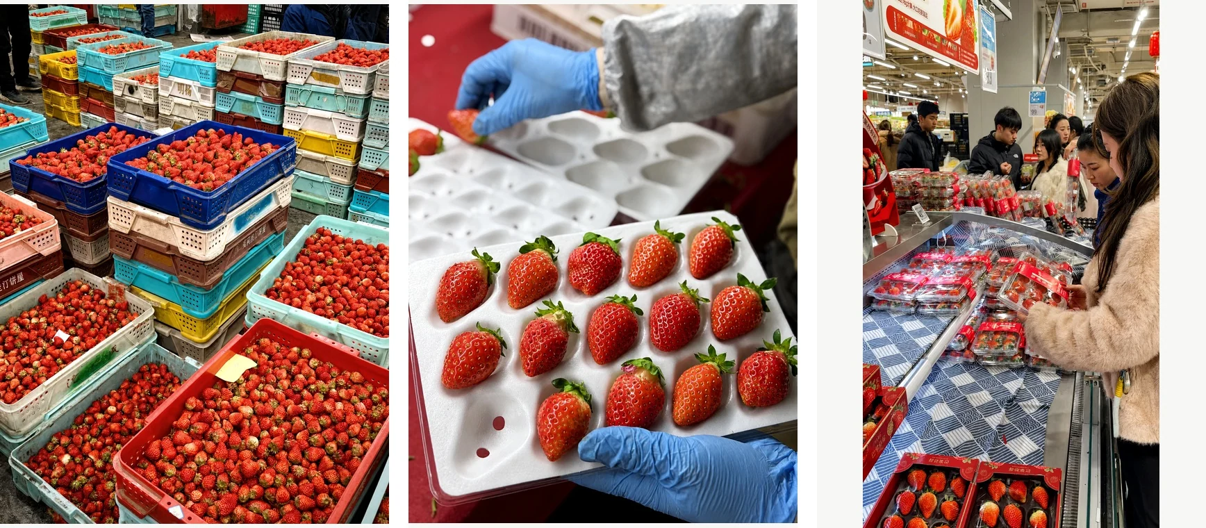 Fruit becomes a retail product through grading, packing, and shelf presentation.
