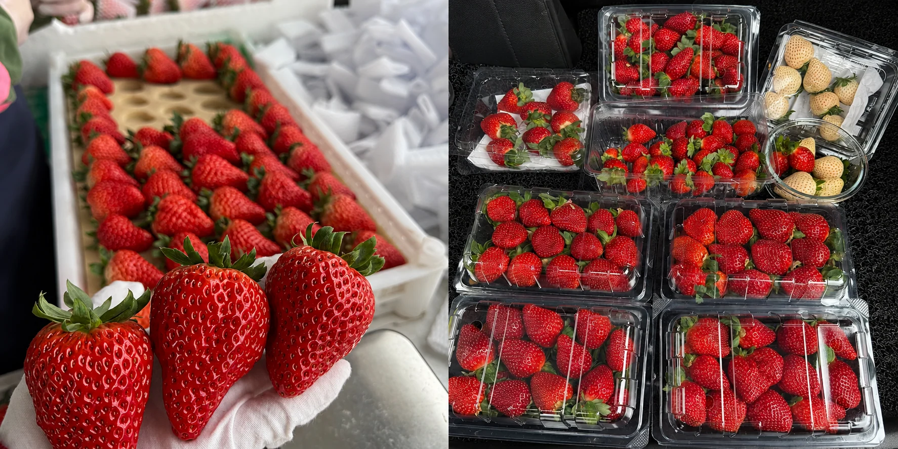 Define the commercial fruit range and sale format before selecting a sample.