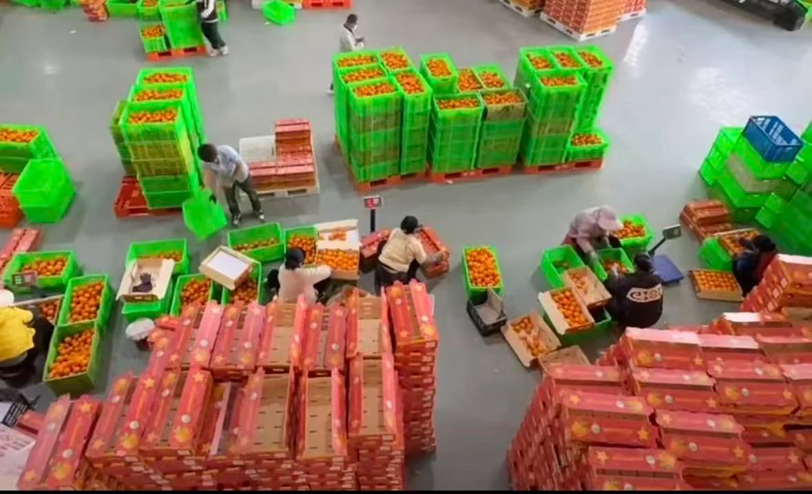 Packinghouse conditions shape handling and loading decisions.